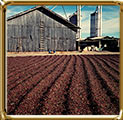 Coffee drying