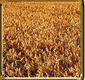 Wheat plantation in Rio Grande do Sul, Brasil